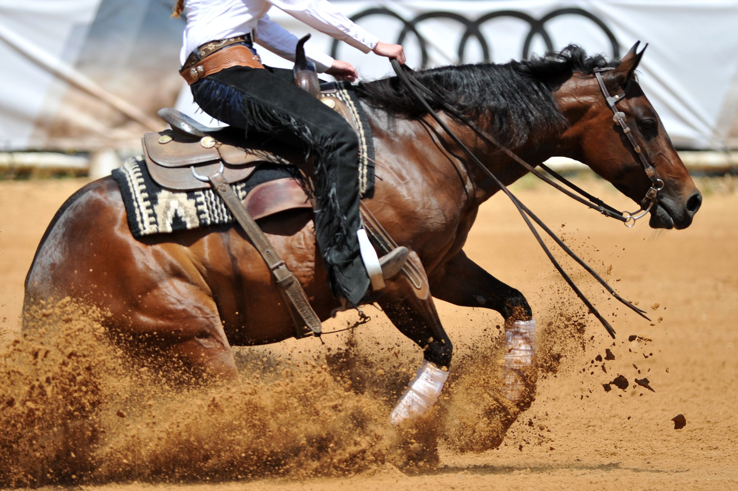 Western horse and rider in a reining maneuver, representing different riding disciplines