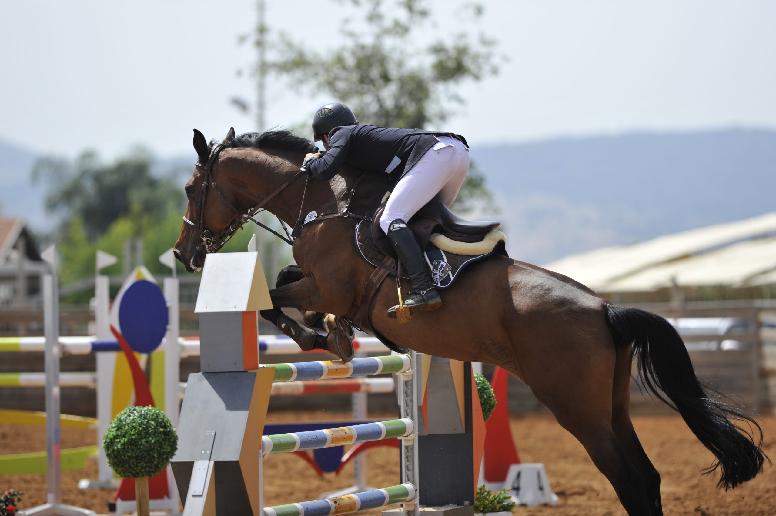 Horse and rider show jumping, showing saddle use in motion